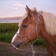 Koldblodstraver Holstlan