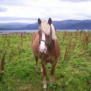 Koldblodstraver Holstlan