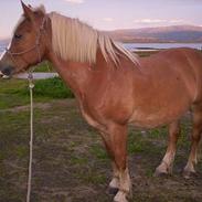 Koldblodstraver Holstlan