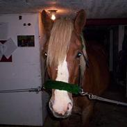 Koldblodstraver Holstlan