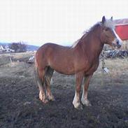 Koldblodstraver Holstlan