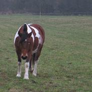 Pinto Pony Pocahontas