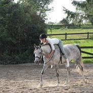 Arabisk fuldblod (OX) A'peal