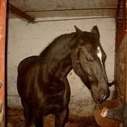 Anden særlig race Sheila