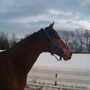 Fuldblod (XX) Five Nations