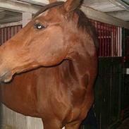 Fuldblod (XX) Five Nations