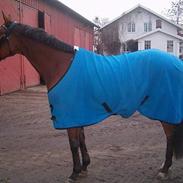 Fuldblod (XX) Five Nations