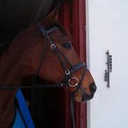 Fuldblod (XX) Five Nations