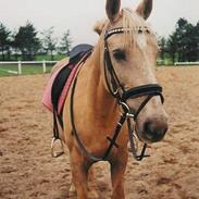 Palomino Golden Gipsy PA 4