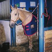 Palomino Golden Gipsy PA 4