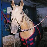 Palomino Golden Gipsy PA 4