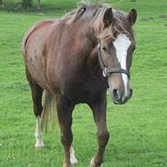 Tysk Sportspony Bella