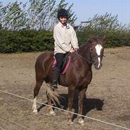 Tysk Sportspony Bella