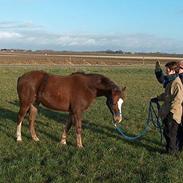 Tysk Sportspony Bella