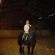 Dansk Varmblod Bernando