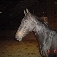 Dansk Varmblod Bernando