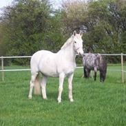 Camargue Jeva Frenogat (død)