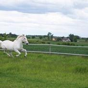 Camargue Jeva Frenogat (død)