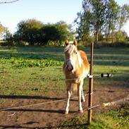 Haflinger Sylvester