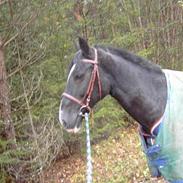 Anden særlig race ivory touch