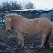 Fjordhest Vestergårdens Julie