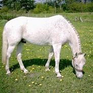 Anden særlig race Silver (død 09)