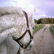 Anden særlig race Silver (død 09)