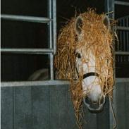 Anden særlig race sweety