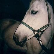 Anden særlig race sweety