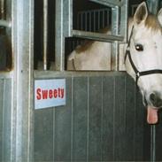 Anden særlig race sweety