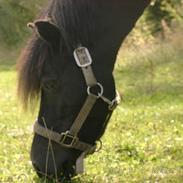 Anden særlig race Prins