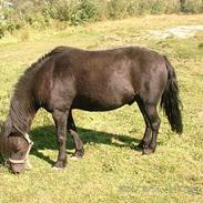 Anden særlig race Prins