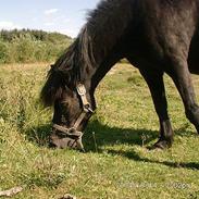 Anden særlig race Prins