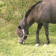 Anden særlig race Prins