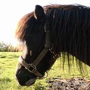 Anden særlig race Prins