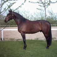 Oldenborg Bakkegårdens Bacardi