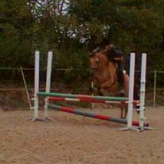 Anden særlig race Stella Elsk' dig <solgt>