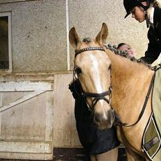 Anden særlig race Goldie