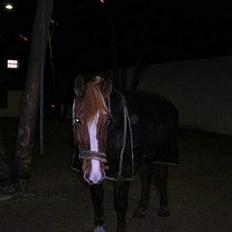 Frederiksborg Marco *Solgt til Norge*