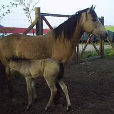 Connemara Mosens Rose Maree