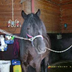 Koldblodstraver Garli Eld