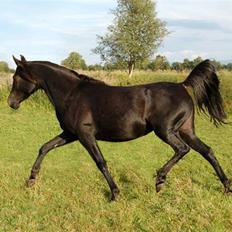 Arabisk fuldblod (OX) Hayabusa