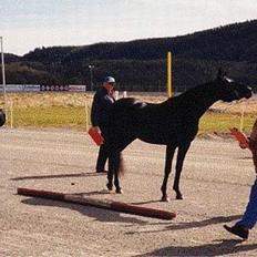 Arabisk fuldblod (OX) Hayabusa