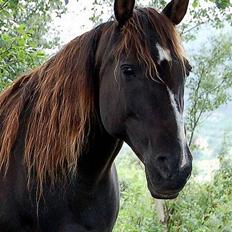 Shagya Araber (SH) Pasha db shagya 1830