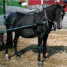 Shagya Araber (SH) Pasha db shagya 1830