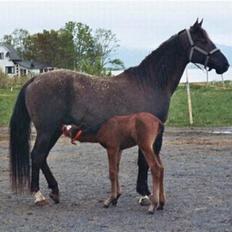 Shagya Araber (SH) Pasha db shagya 1830