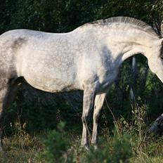 Pura Raza Española Nihilista1