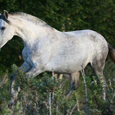 Pura Raza Española Nihilista1