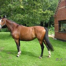 Dansk Varmblod Hanita