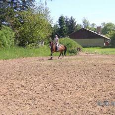 Dansk Varmblod Hanita